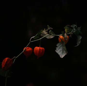 lampion plat in moonlight