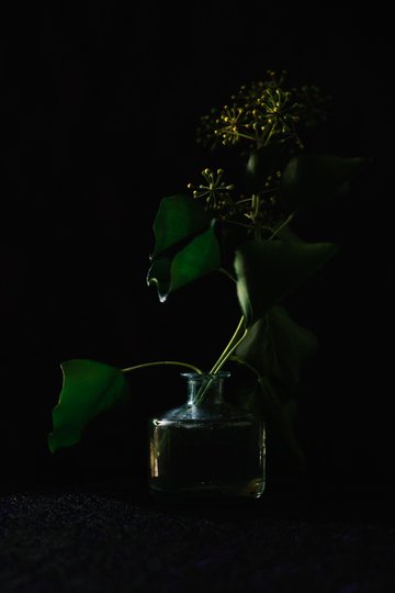 hedera in moonlight still life