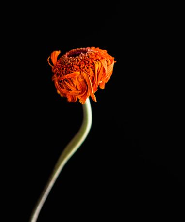 orange gerbera dancing