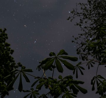 chestnut in moonlight kastanje maan