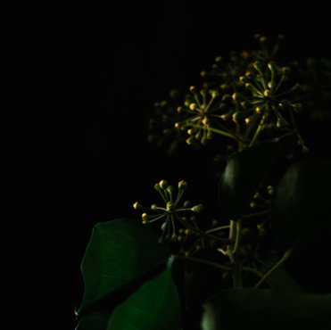 flowers of hedera in moonlight