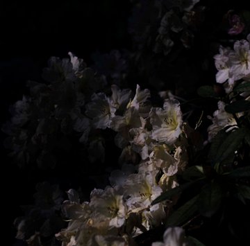 rhododendron in moonlight