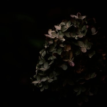 Hortensia bathing in moonlight